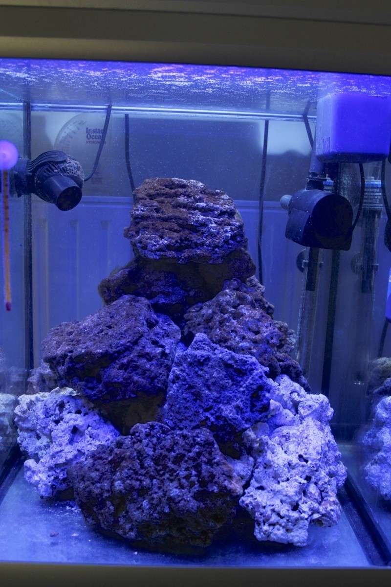 Nouvel aquarium 140 litres Img_5120