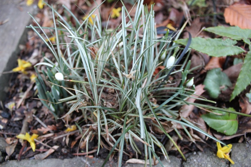 La saison des Galanthus est ouverte! G_img_10