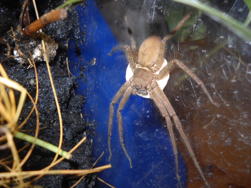 Heteropoda venatoria (sp réunion) Dscn3610