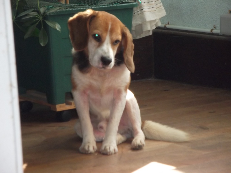 TOMMY - beagle 11 ans - Asso Galia (85) Photos12