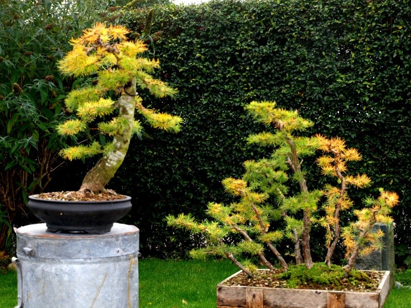 Show the Autumncolour from your bonsai - Page 3 P1015810