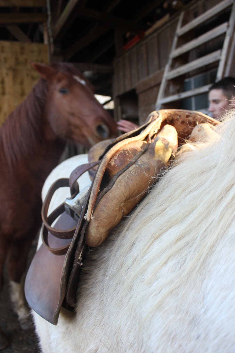 Quelle selle pour ce poney ? Img_2515