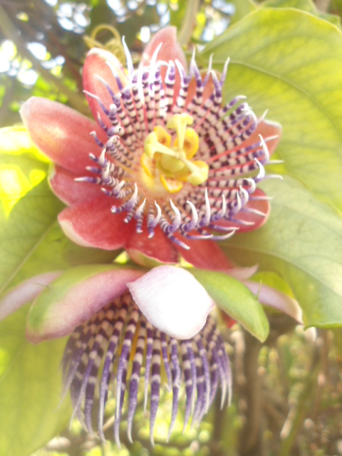Passiflora : A la recherche du Graal Alata_10
