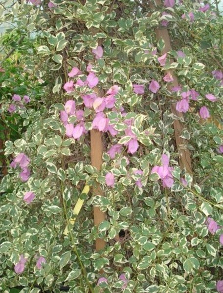 N oubliez pas les bougainvilliers Bougin10