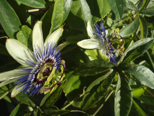 Les passifloras face au froid Caerul11