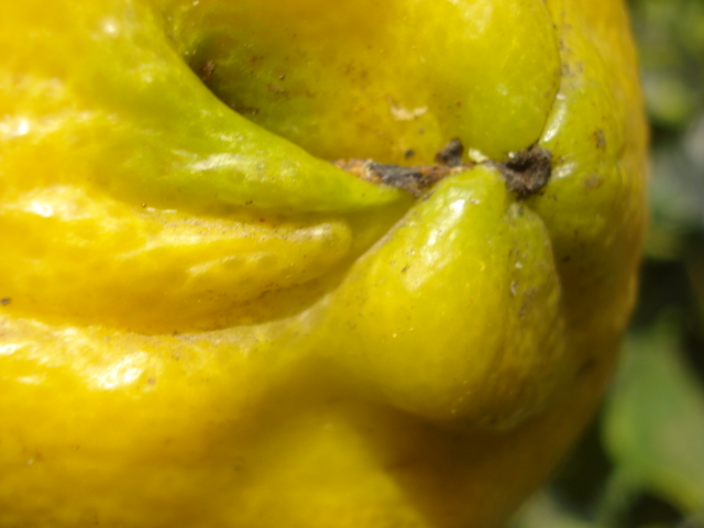 Les fruits et les ravageurs Citron11