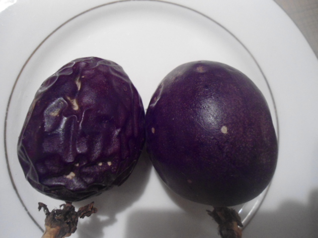 Passiflora : A la recherche du Graal Dsc02210
