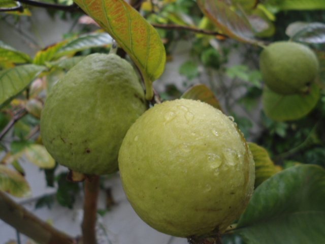 Mes fruitiers face à l hiver Goyave11