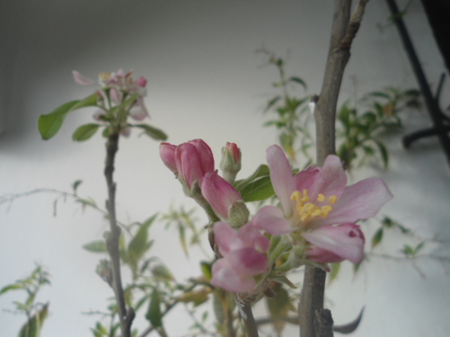 Le printemps est déjà là Pommie10