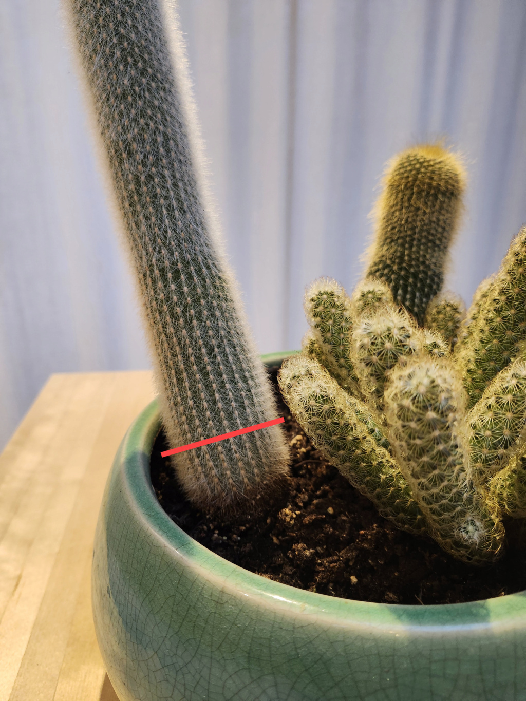 Coupes sur un cactus Cleistocactus Cephal15