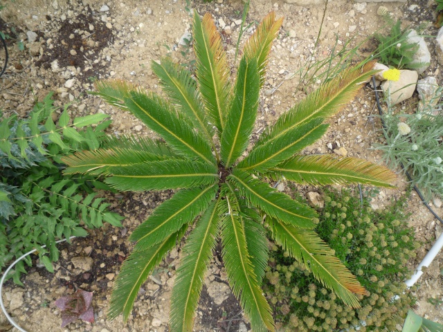 Cycas revoluta  variegata : suivi d'un flush P1060411