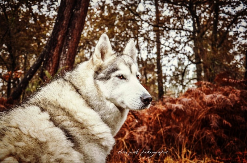 Photos de la Rencontre de Chiens Nordiques en Aquitaine ~#3 Loup10