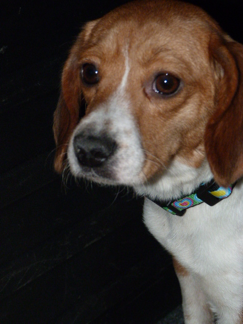 Lolotte beagle de tout petit gabarit de 3 ans P1060611