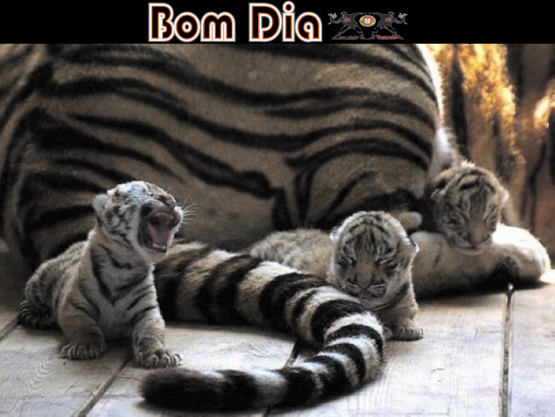 Bom Dia 19-11-2013 Bd-19-11