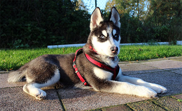 Huskyhündin Emma:4 Monate jung,ledig,sucht.... Emma110