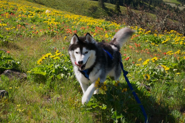 Spring Flower Explosion in the Columbia Gorge, OR 210