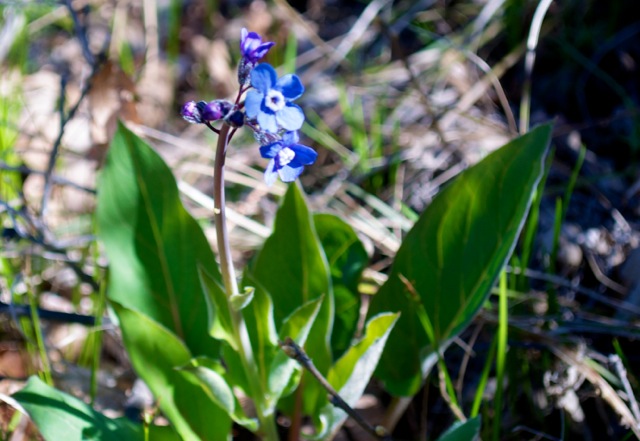 Spring Flower Explosion in the Columbia Gorge, OR 910