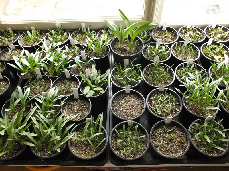 Mes Orchis, Ophrys, Anacamptis et autres bricoles Copie_11