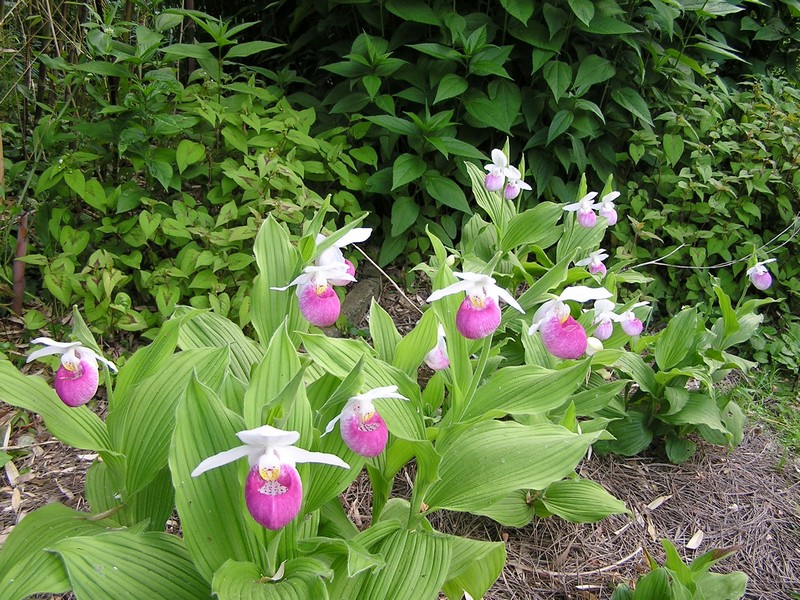 Cypripedium reginae Cyprip11