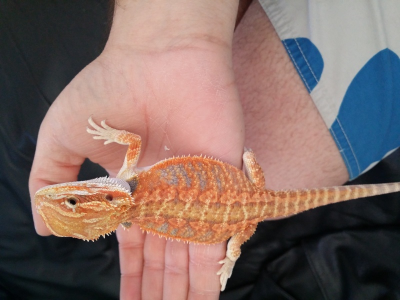 Mon pogona rango Image21