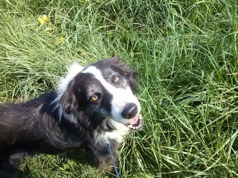 BATMA (mâle croisé border collie) Batma10