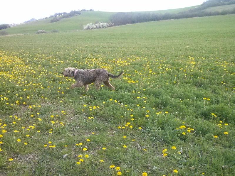 URKA (femelle croisée griffon nivernais) Cam00412