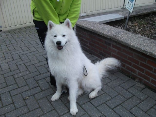 Balto samoyède (m)1 an 3 mois REF:4420/ COINTE .BELGIQUE  ADOPTE I1077513