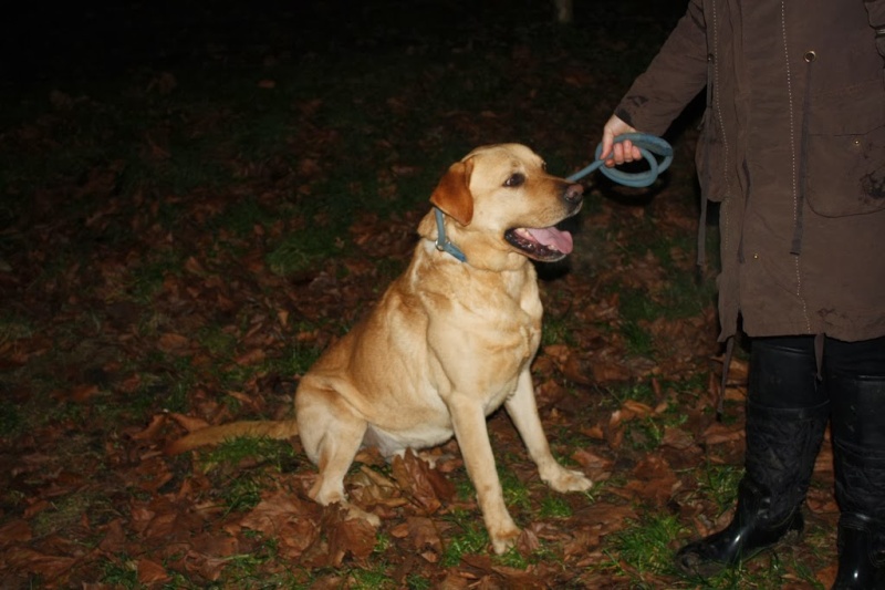 ATHOS - labrador 6 ans - Animal sans toi...t à Grace Hollogne (Belgique) Img_1211