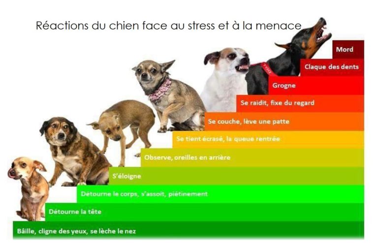 Chiens et self-défense Zochel10