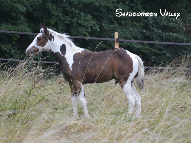 Shadowmoon Valley, Performance Paint Horse Cody10