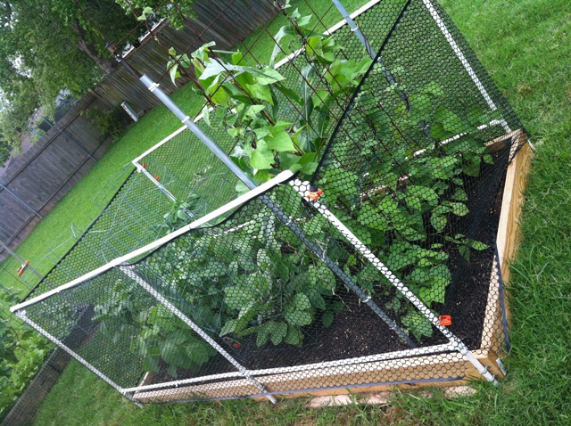 2014 Garden Pictures and 1st Harvest Main_b10