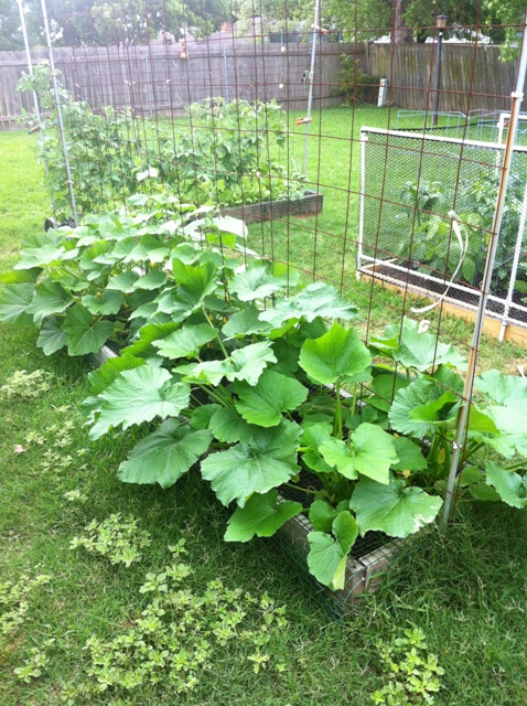 2014 Garden Pictures and 1st Harvest Vine_b10
