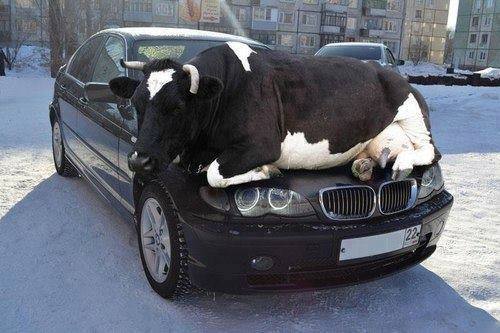 LA photo du jour - humour inside !! - Page 3 Bmw_va10