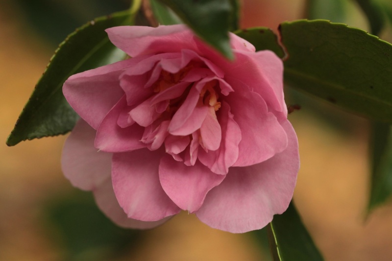 Les Camellias saison 2013-2014 Img_1810