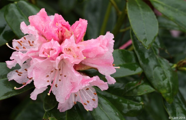 Rhododendrons 2014 Img_2213