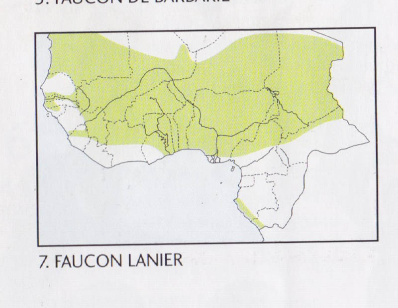 épervier ou faucon... help les vieux - Page 2 Faucon12