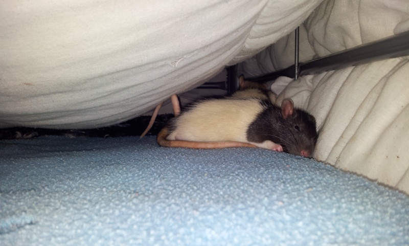 5 Rats cherchent foyers aimants(83) 20131211