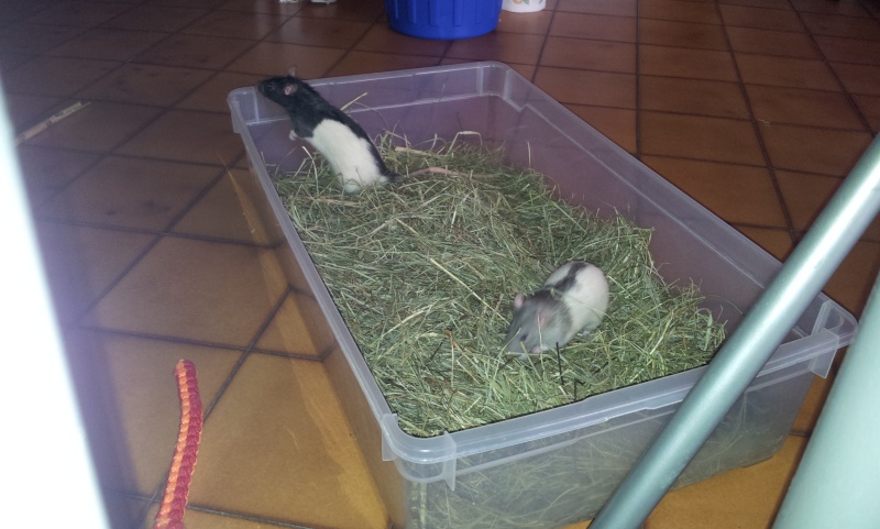 5 Rats cherchent foyers aimants(83) 20131212