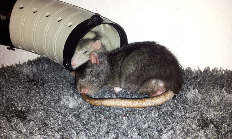 5 Rats cherchent foyers aimants(83) 20131213