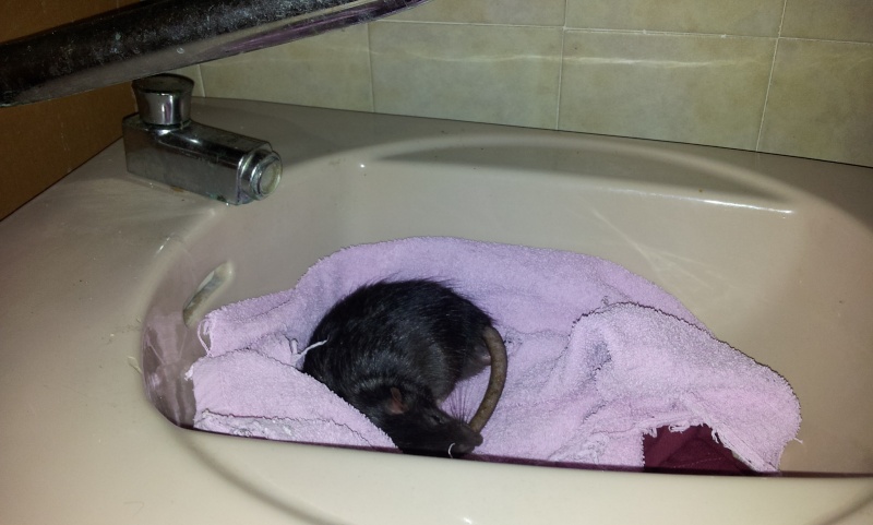 5 Rats cherchent foyers aimants(83) 20131218