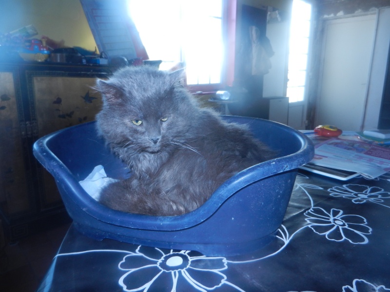 (Sauvetage)  ILGRIM , européen gris poils mi longs , 4 ans , M , FIV + Dscn3314