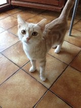 (( Adoptée)) IARMINE , chaton F , rousse , 4 mois , en FA dans le 04 [AEVANA] Getatt21