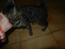 IDEAL , européen brun tabby , 8 mois , M  Getatt35