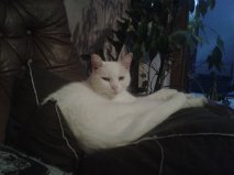 • SNOWBELL, européenne blanche, 7 ans, F Getatt67