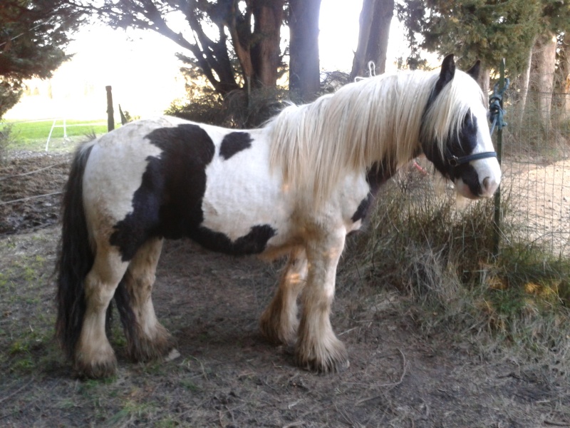 New Pics P12 : Cairnview Archy, 4 ans 7 mois!!!! - Page 7 2014-011