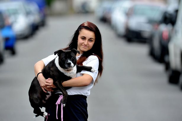 Staffordshire bull terrier saves teenage girl in attack in secluded woodland   Megan-10