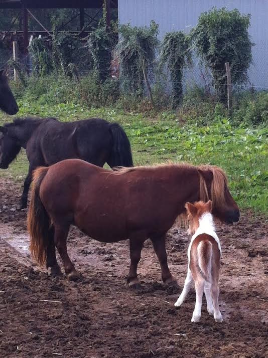 une chèvre peut-elle tuer une pouliche shetland? Divine12