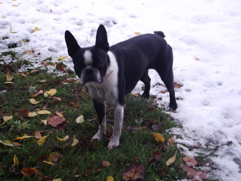 Fée Mélusine, boston terrier , crèches dans les monts du Forez. - Page 3 13-10-10