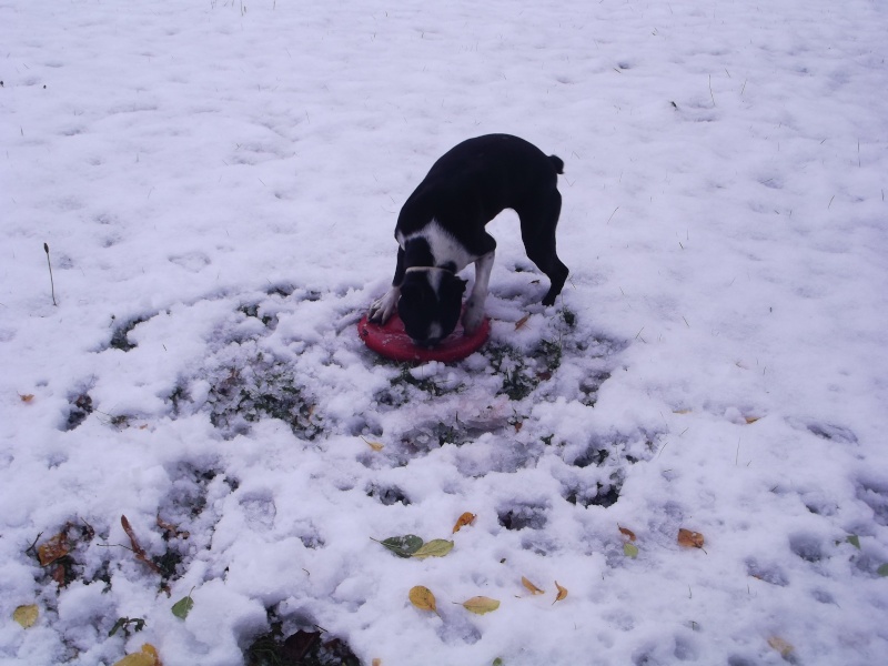 Fée Mélusine, boston terrier , crèches dans les monts du Forez. - Page 3 13-10-15