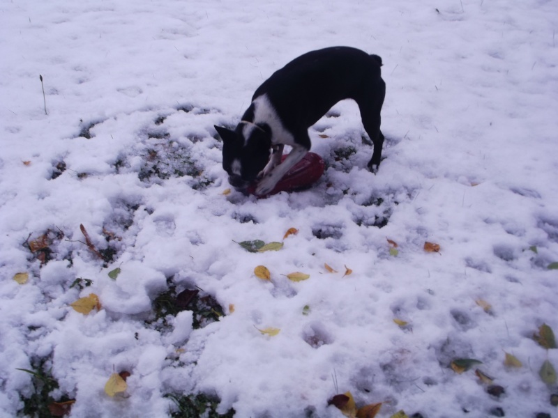 Fée Mélusine, boston terrier , crèches dans les monts du Forez. - Page 3 13-10-16